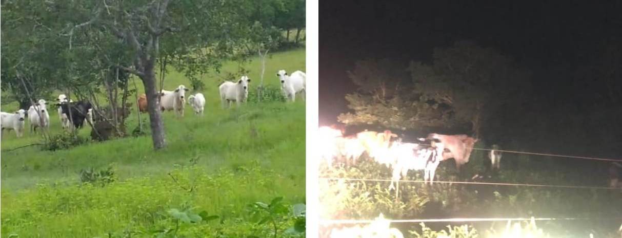 Animais que j&aacute; estavam presos prontos para serem embarcados pelos criminosos, recuperados pelos militares da For&ccedil;a T&aacute;tica &ndash; Foto: Divulga&ccedil;&atilde;o / PMTO.