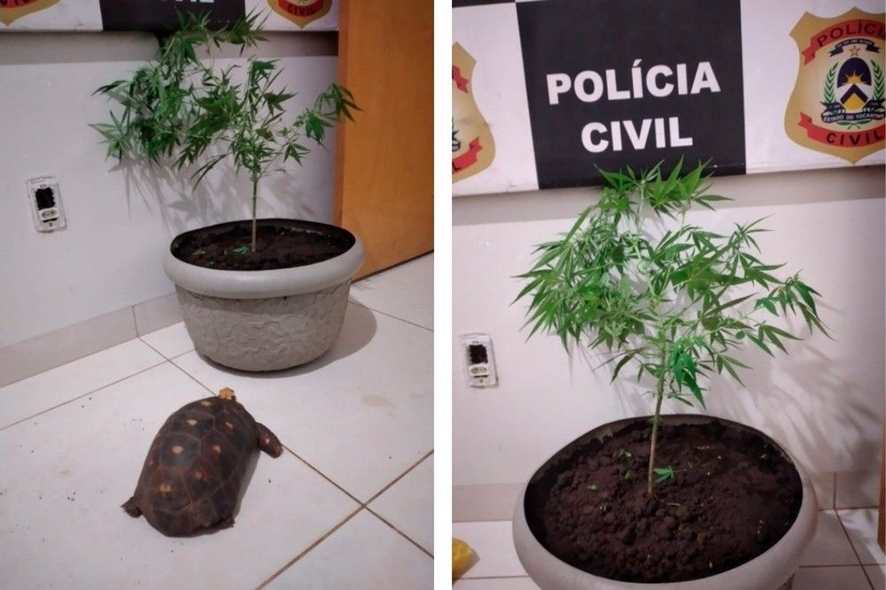 Com foragido, pol&iacute;cia apreendeu muda de maconha e jabuti &mdash; Foto: Divulga&ccedil;&atilde;o/SSP