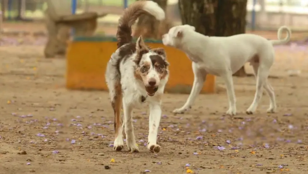 Ministério Público aponta omissão em Combinado e cobra medidas urgentes para proteção animal no sudeste do Tocantins