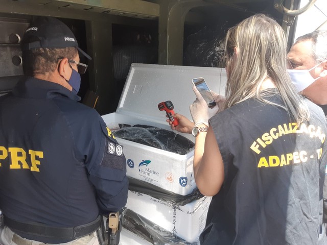 Peixes importados estavam armazenados em caixas de isopor — Foto: Divulgação/PRF