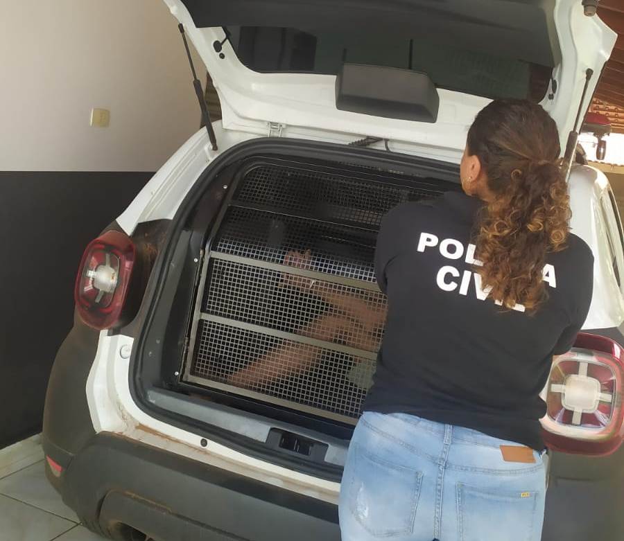 O homem está sendo investigado pela Polícia Civil em vários outros procedimentos – Foto: Divulgação / SSPTO