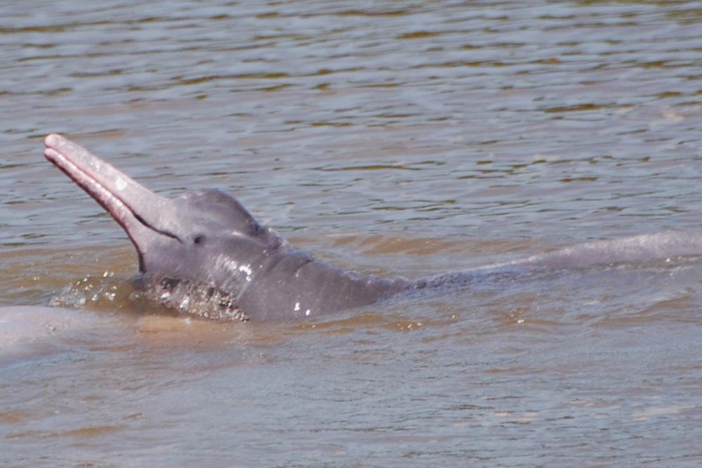 Bióloga do Tocantins recomenda a apreciação e registro de botos à distância