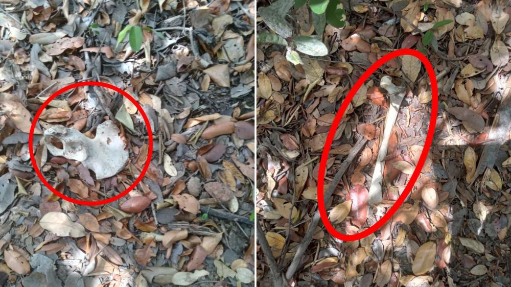 A ossada passará por exame antropológico e de DNA – Foto: Divulgação / SSPTO