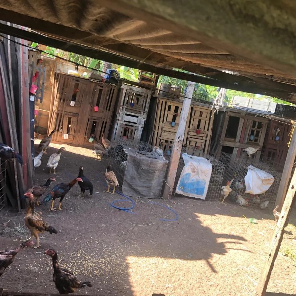 Foto 1, Cerca de 50 galos de briga foram encontrados na residência do agressor - Foto: DICOM SSP TO