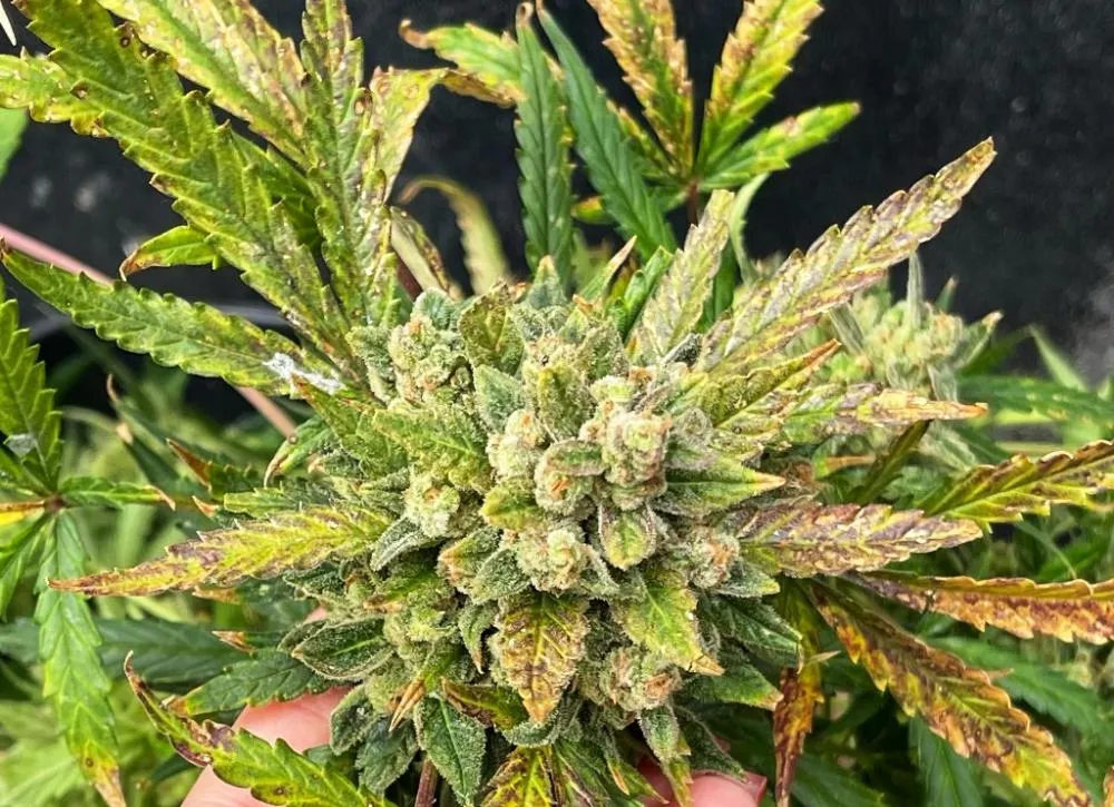 A quantidade de plantas encontradas na residência configurou o crime de tráfico de drogas - Foto: Divulgação PCTO